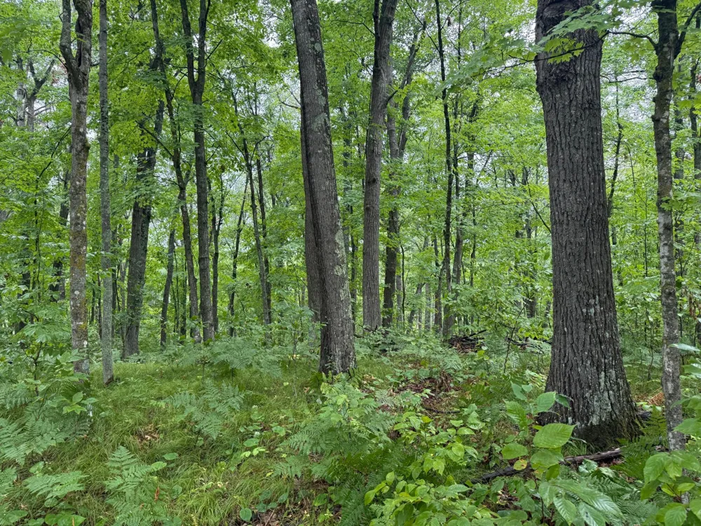 17001 White Spruce Road Finlayson, MN 55735