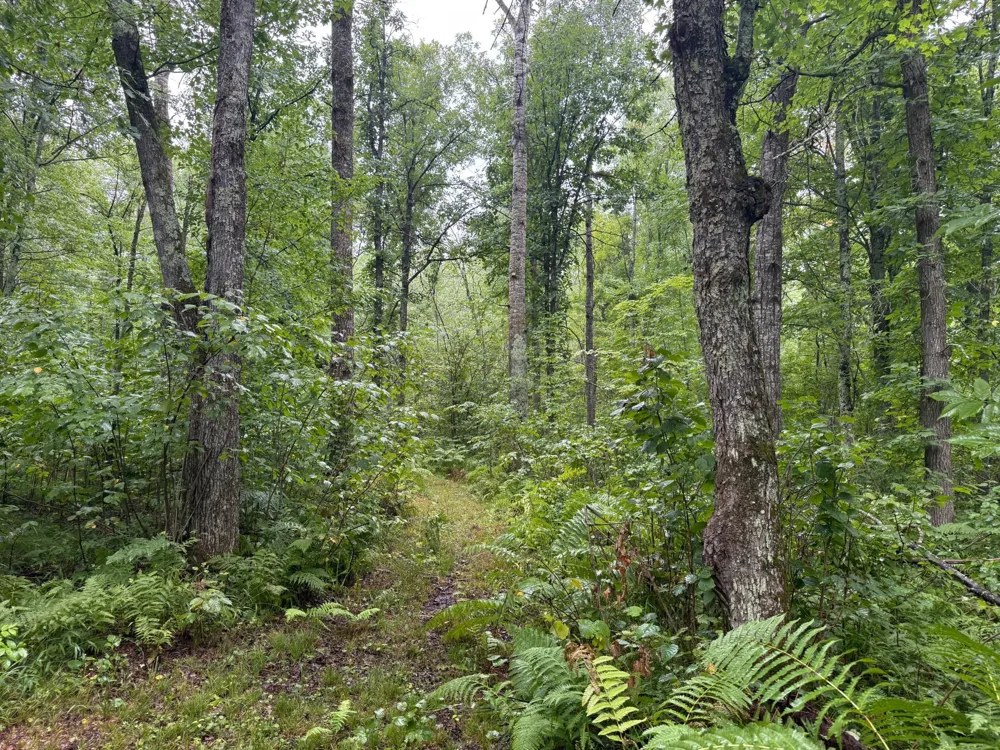 17001 White Spruce Road Finlayson, MN 55735