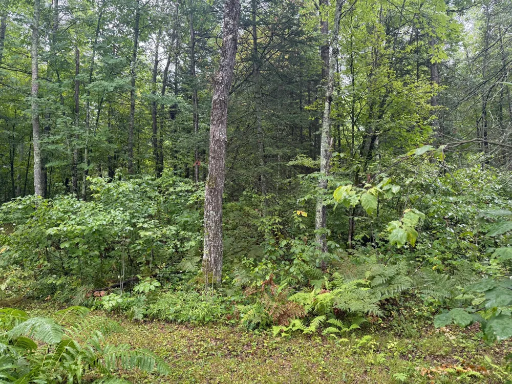 17001 White Spruce Road Finlayson, MN 55735