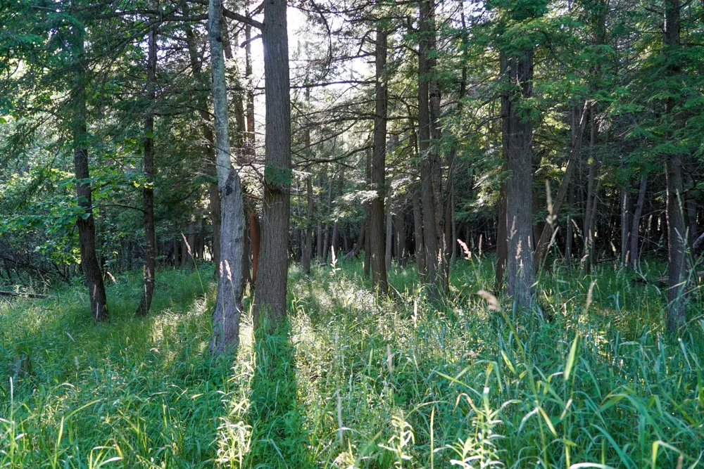 1542 Campbell Road Rose Township, MI 48654