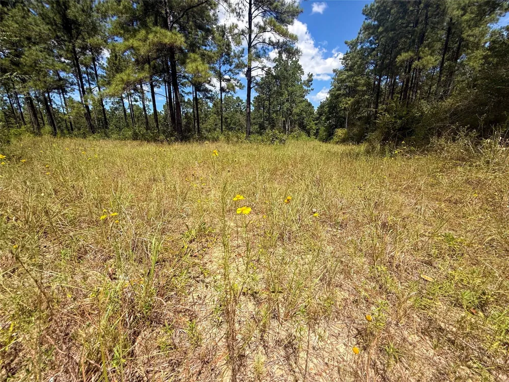 1 Richardson Road East Livingston, TX 77351