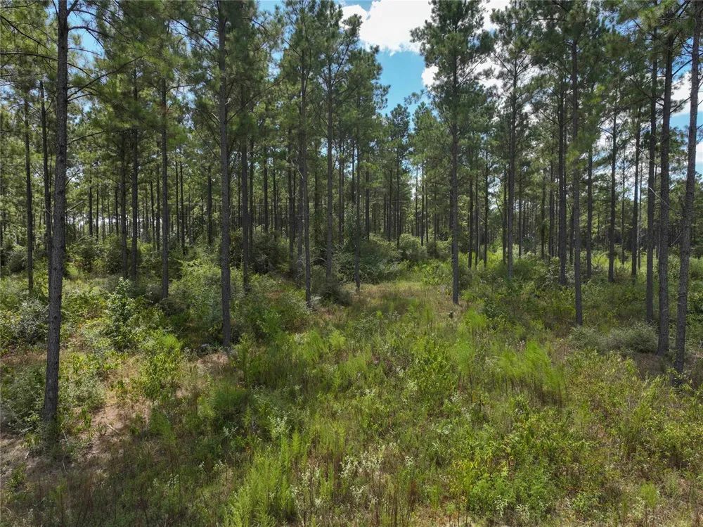 1 Richardson Road East Livingston, TX 77351