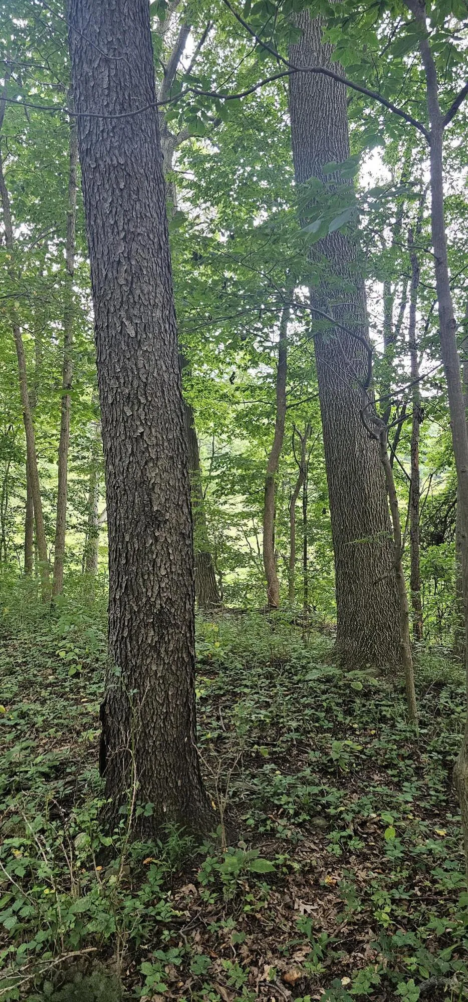 473 Block Road Coldwater, MI 49036