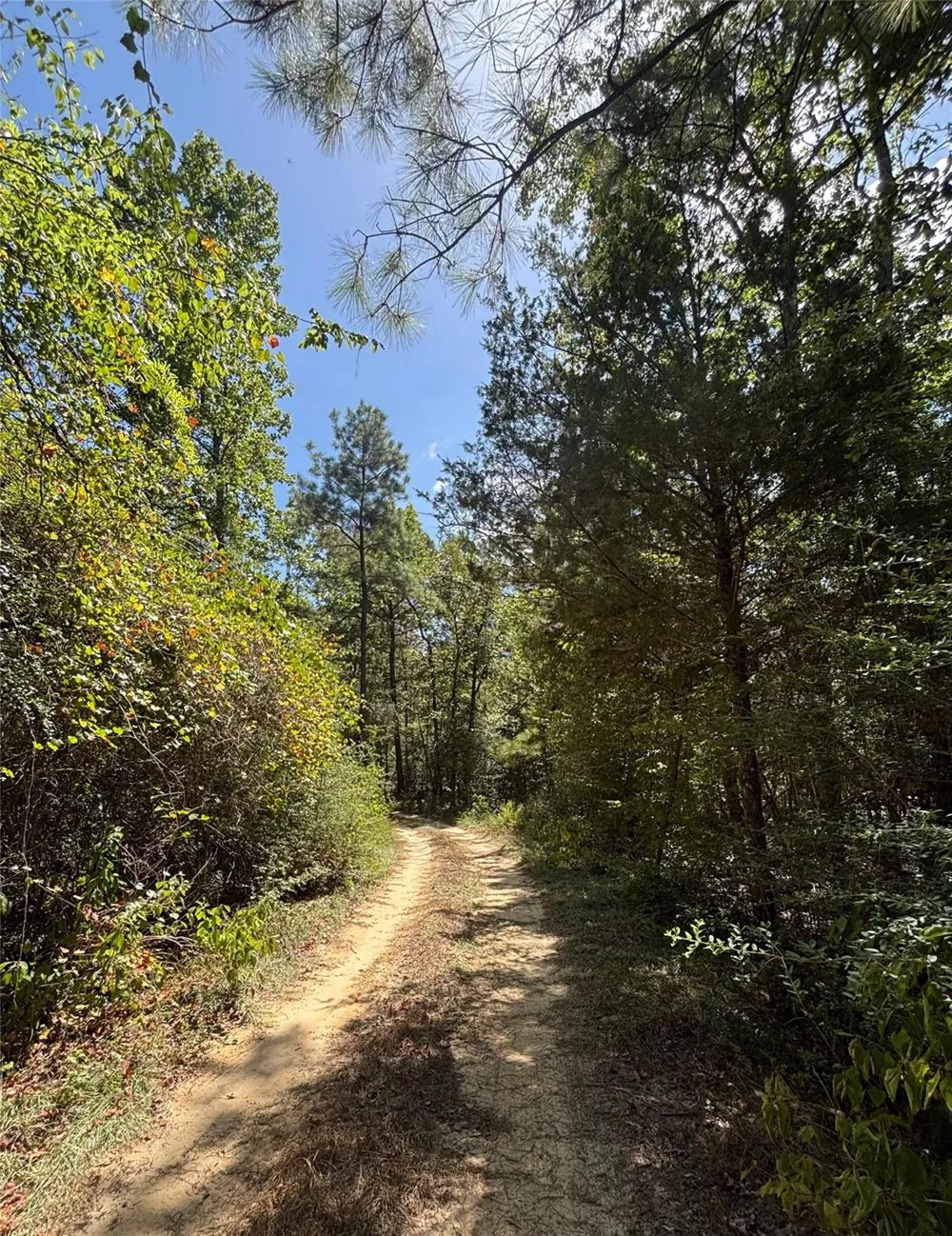 Mt Sinai Road E Colmesneil, TX 75938