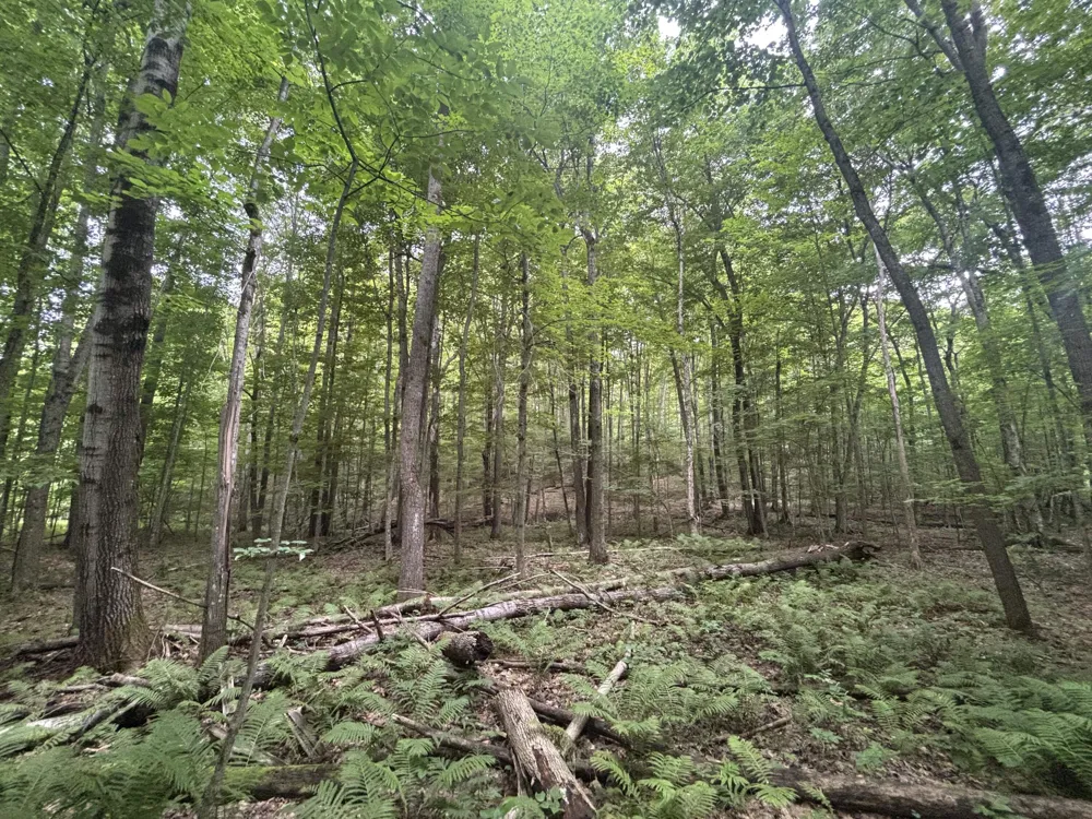 20 Lambdin Road East Jordan, MI 49727