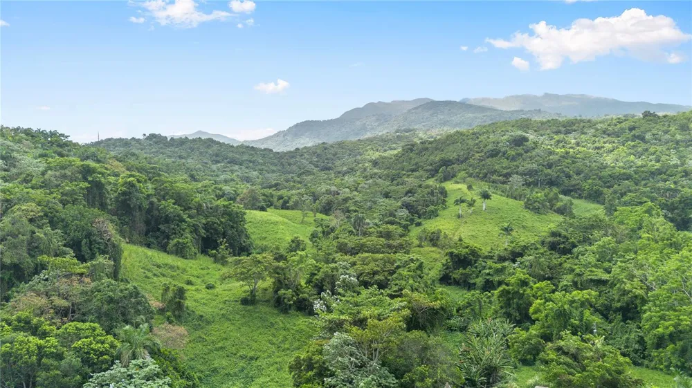 968 BO. ZARZAL Rio Grande, PR 00745