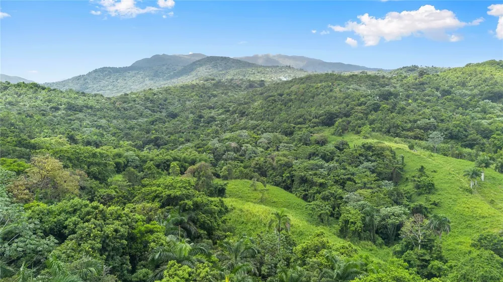 968 BO. ZARZAL Rio Grande, PR 00745