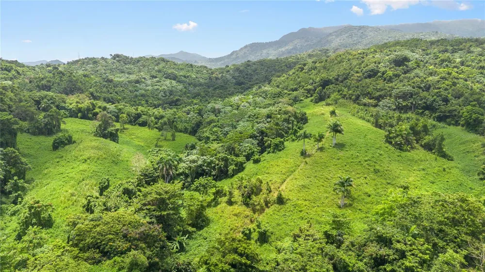 968 BO. ZARZAL Rio Grande, PR 00745