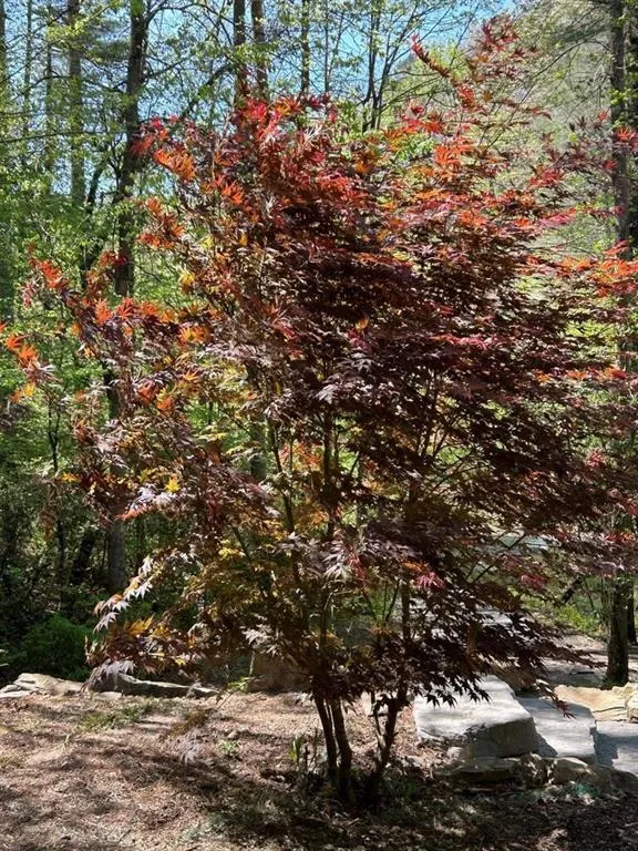 46 Private Drive Ellijay, GA 30536