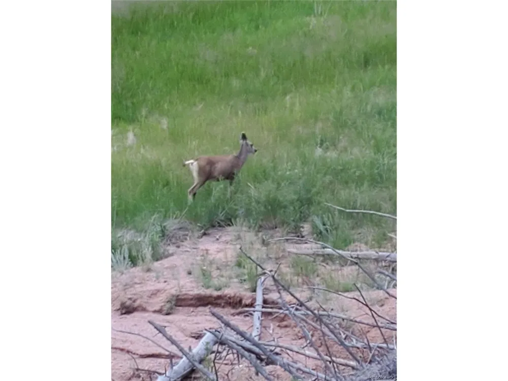 1076 Spring Valley Lane Florissant, CO 80816