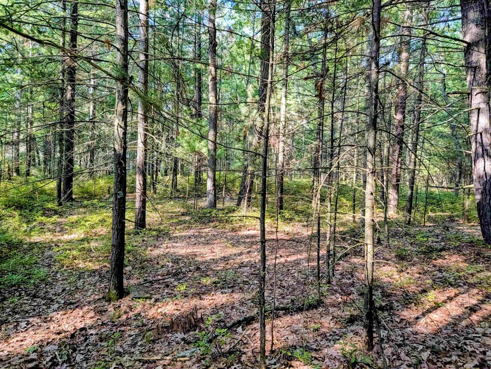 Huron Breeze Drive Sims Township, MI 48703