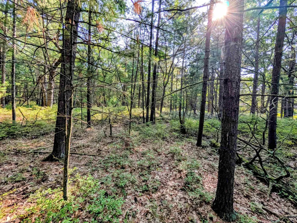 Huron Breeze Drive Sims Township, MI 48703