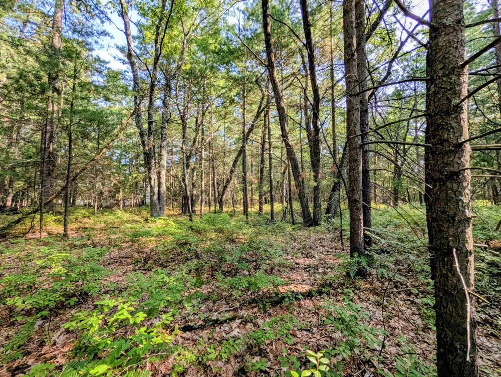 Huron Breeze Drive Sims Township, MI 48703