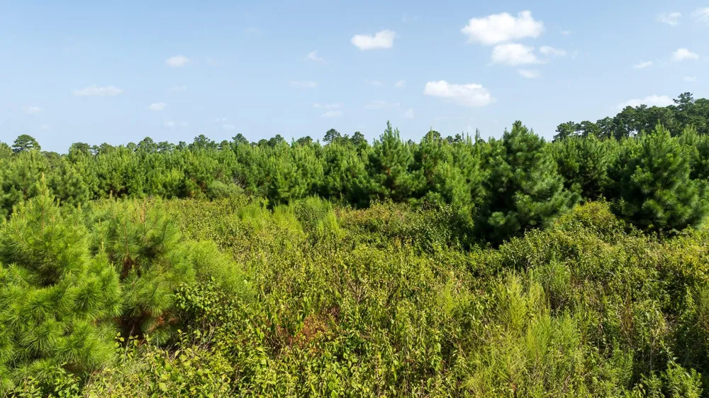 1 Sandy Creed Rd Zavalla, TX 75980