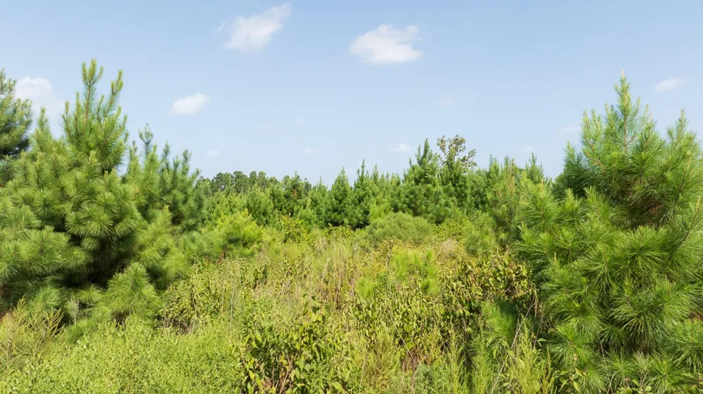 1 Sandy Creed Rd Zavalla, TX 75980
