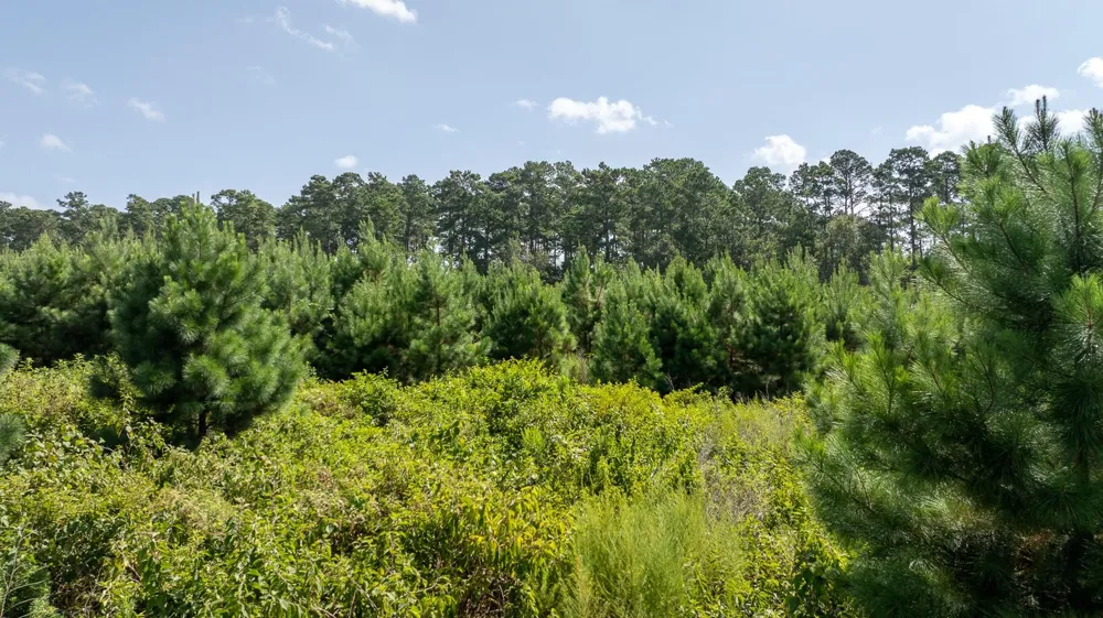 1 Sandy Creed Rd Zavalla, TX 75980