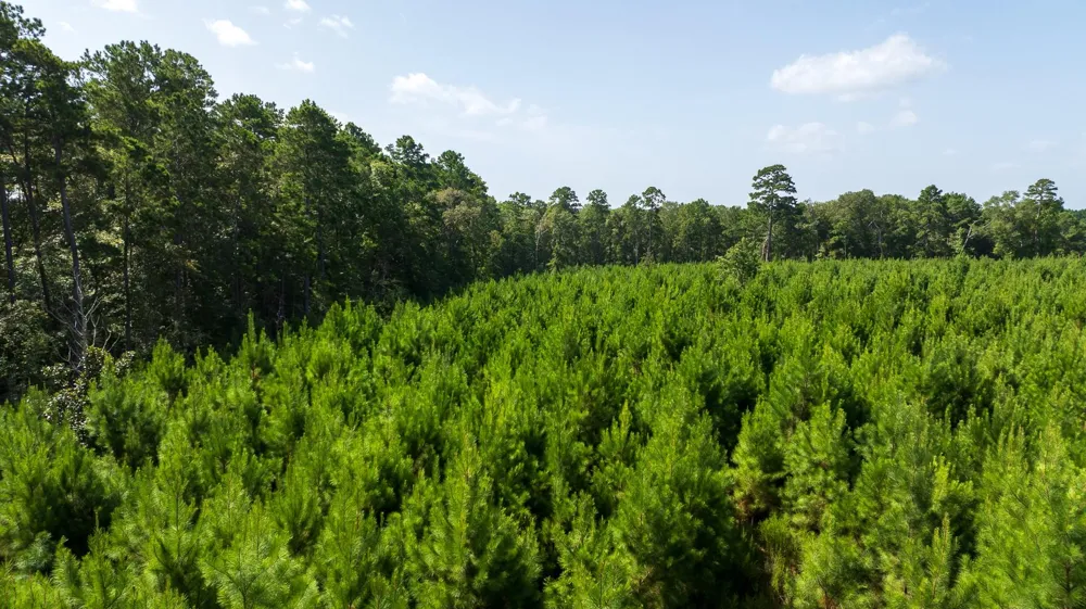 1 Sandy Creed Rd Zavalla, TX 75980