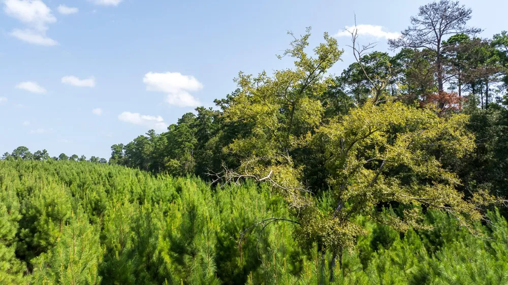 1 Sandy Creed Rd Zavalla, TX 75980