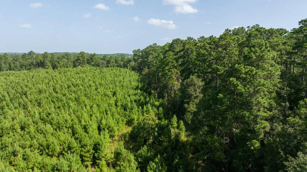 1 Sandy Creed Rd Zavalla, TX 75980