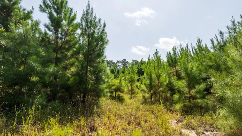 1 Sandy Creed Rd Zavalla, TX 75980