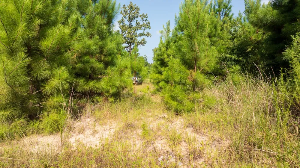1 Sandy Creed Rd Zavalla, TX 75980