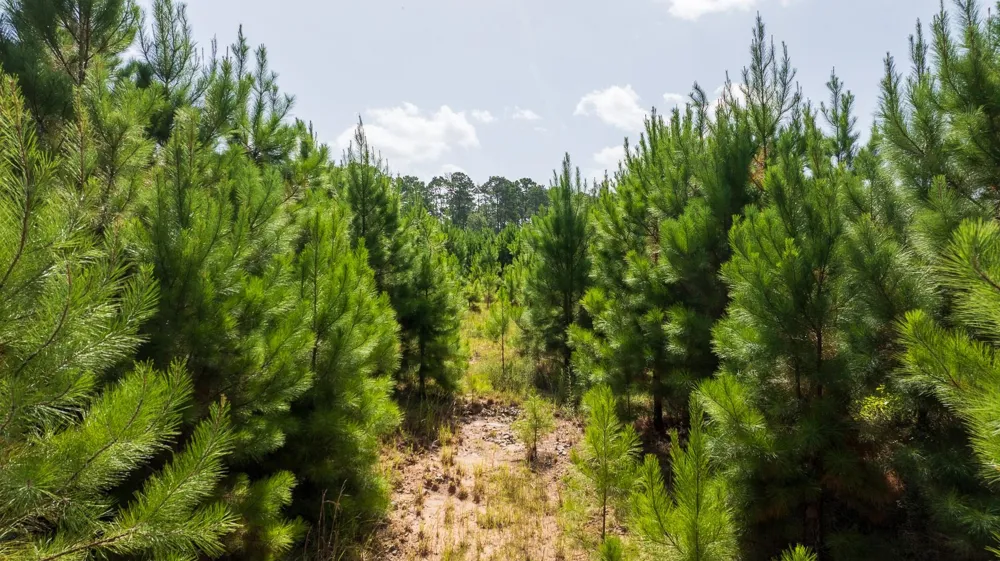 1 Sandy Creed Rd Zavalla, TX 75980