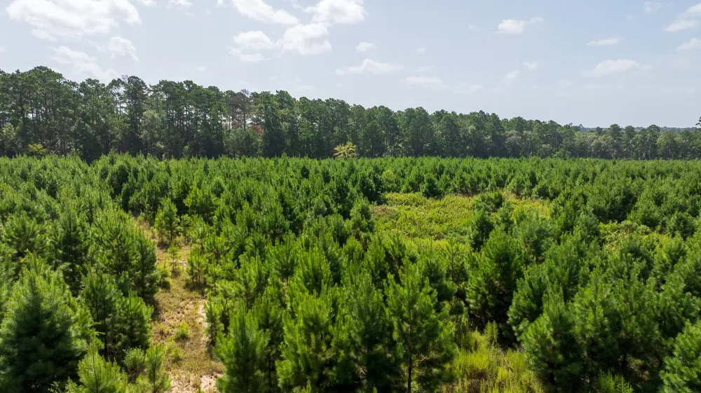 1 Sandy Creed Rd Zavalla, TX 75980