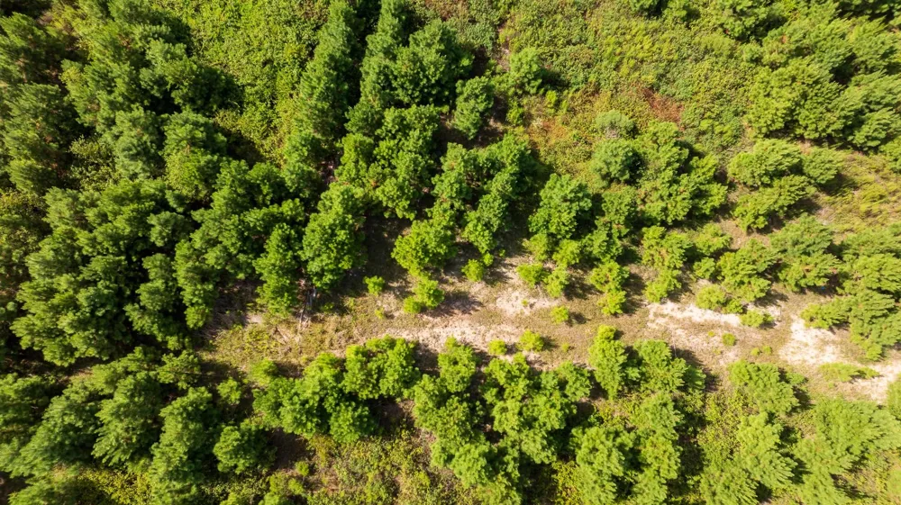1 Sandy Creed Rd Zavalla, TX 75980