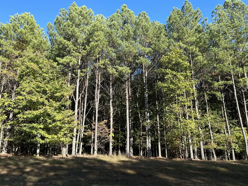 2035 Crockett Pointe Jasper, TN 37347