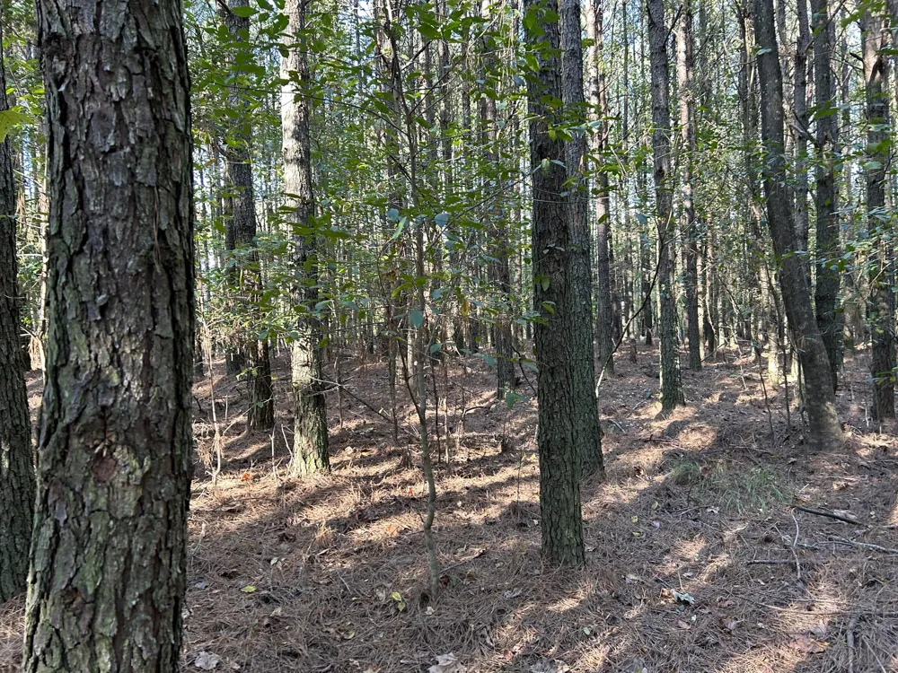 2035 Crockett Pointe Jasper, TN 37347
