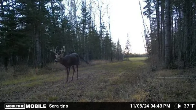 TBD Arkola Road Toivola, MN 55765