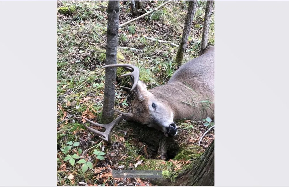 TBD Arkola Road Toivola, MN 55765