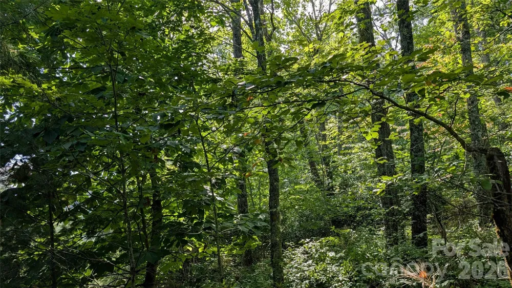 TBD Kelly Mountain Road #19 Brevard, NC 28712