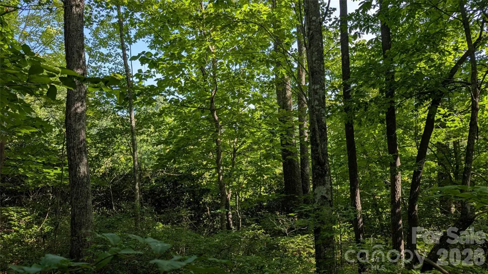 TBD Kelly Mountain Road #19 Brevard, NC 28712