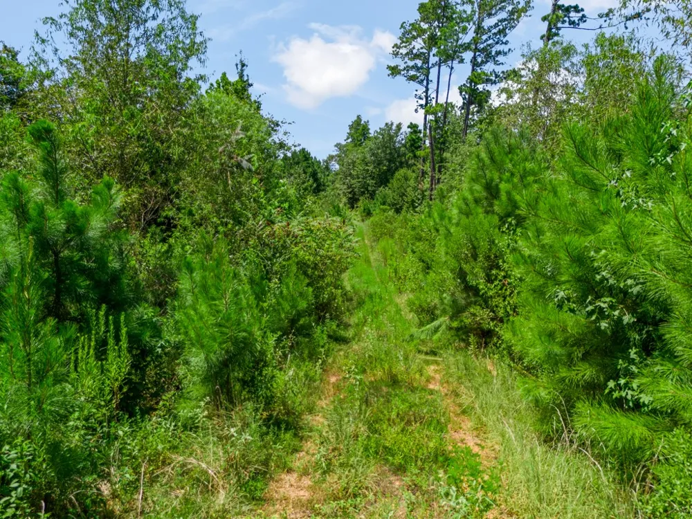 US Hwy 259 N Ore City, TX 75683