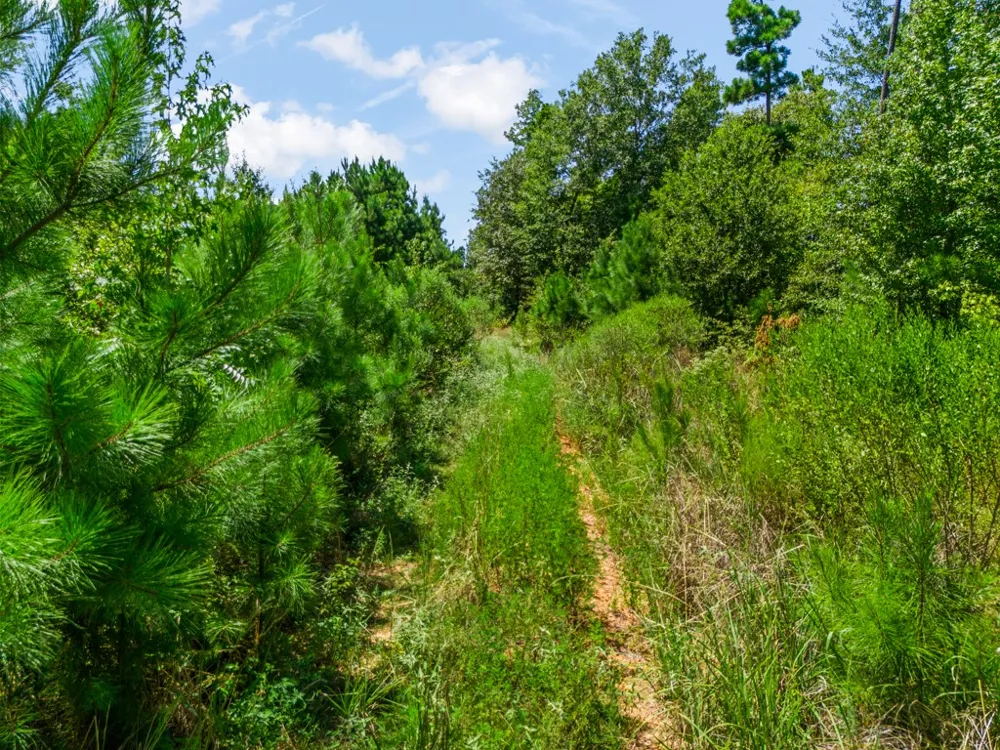US Hwy 259 N Ore City, TX 75683
