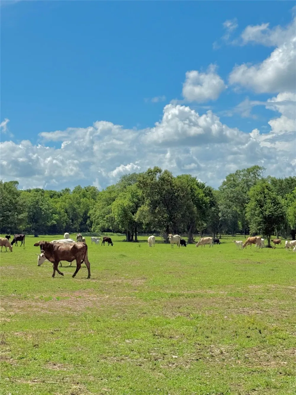 Sharpwest Trail Montgomery, TX 77316