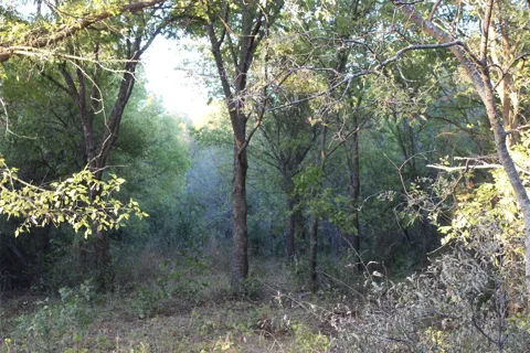 Eureka School Road