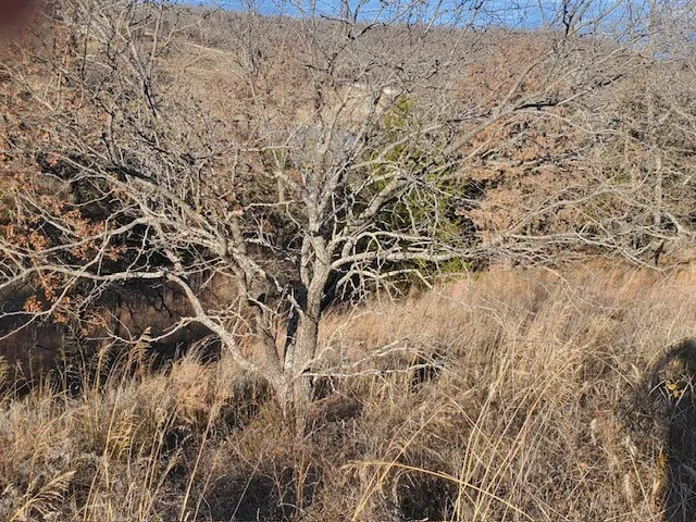 Eureka School Road Nocona, TX 76255