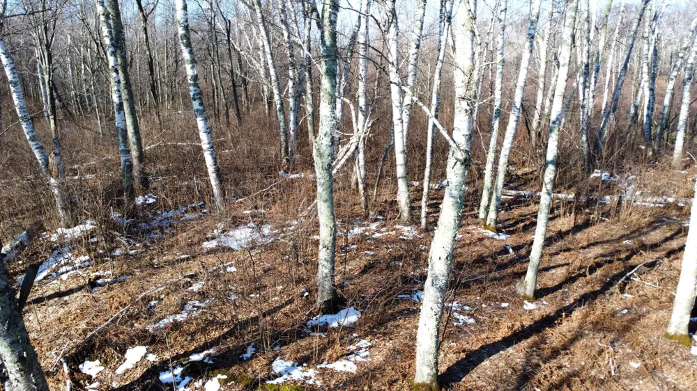 TBD Happy Tree Lane Bruno, MN 55712