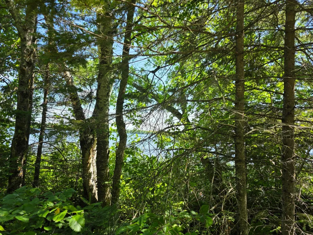 TBD Moose Lake Road NE Pennington, MN 56663