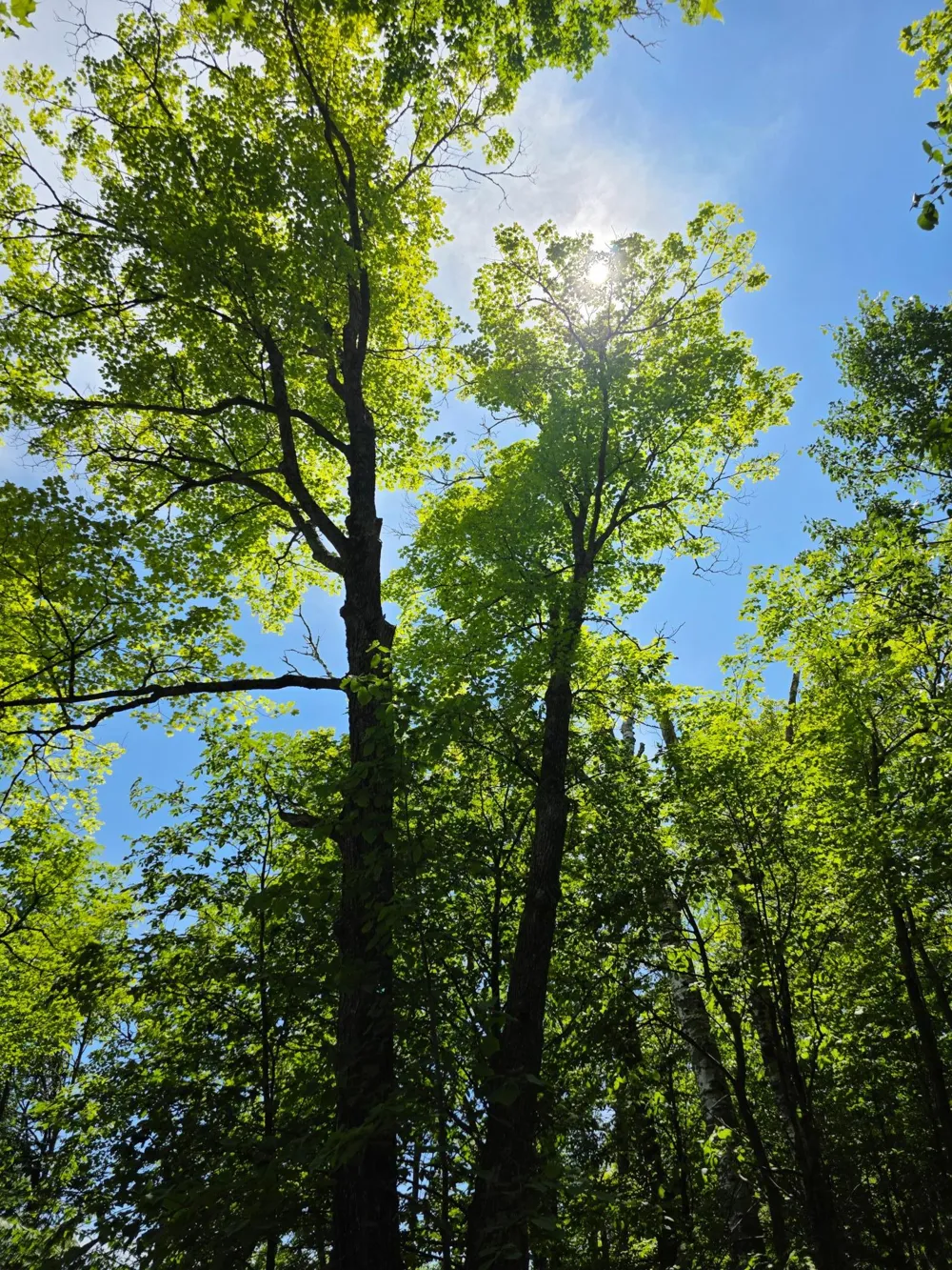 TBD Moose Lake Road NE Pennington, MN 56663