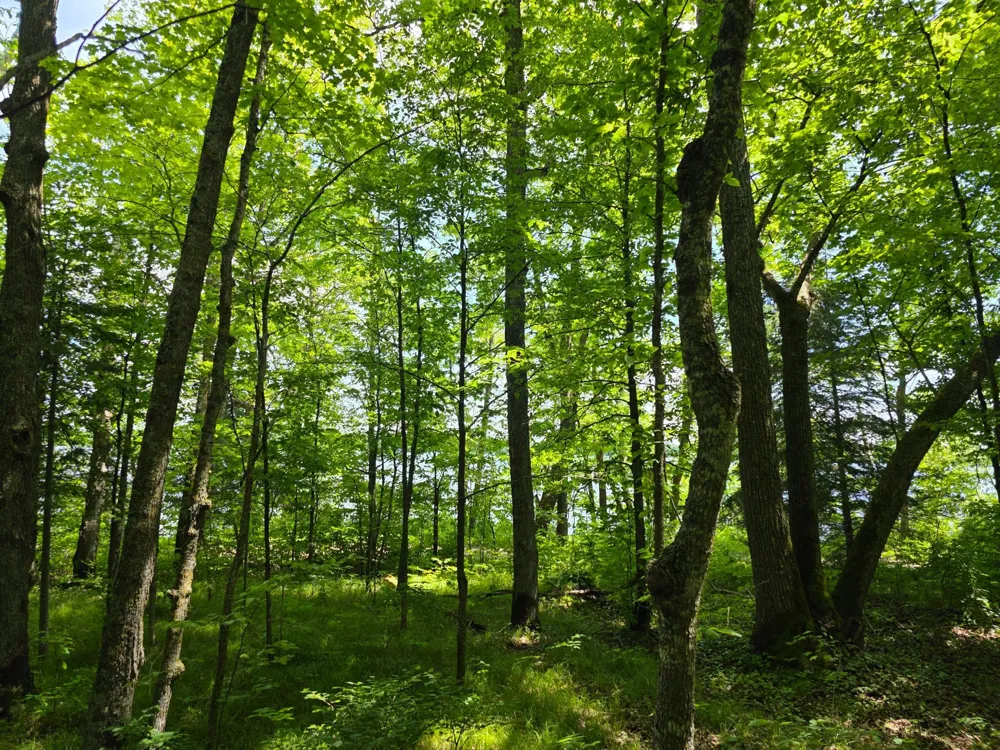 TBD Moose Lake Road NE Pennington, MN 56663