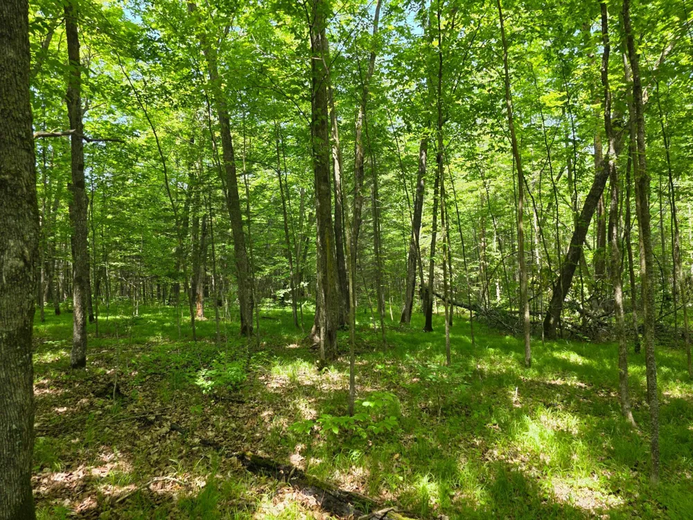 TBD Moose Lake Road NE Pennington, MN 56663