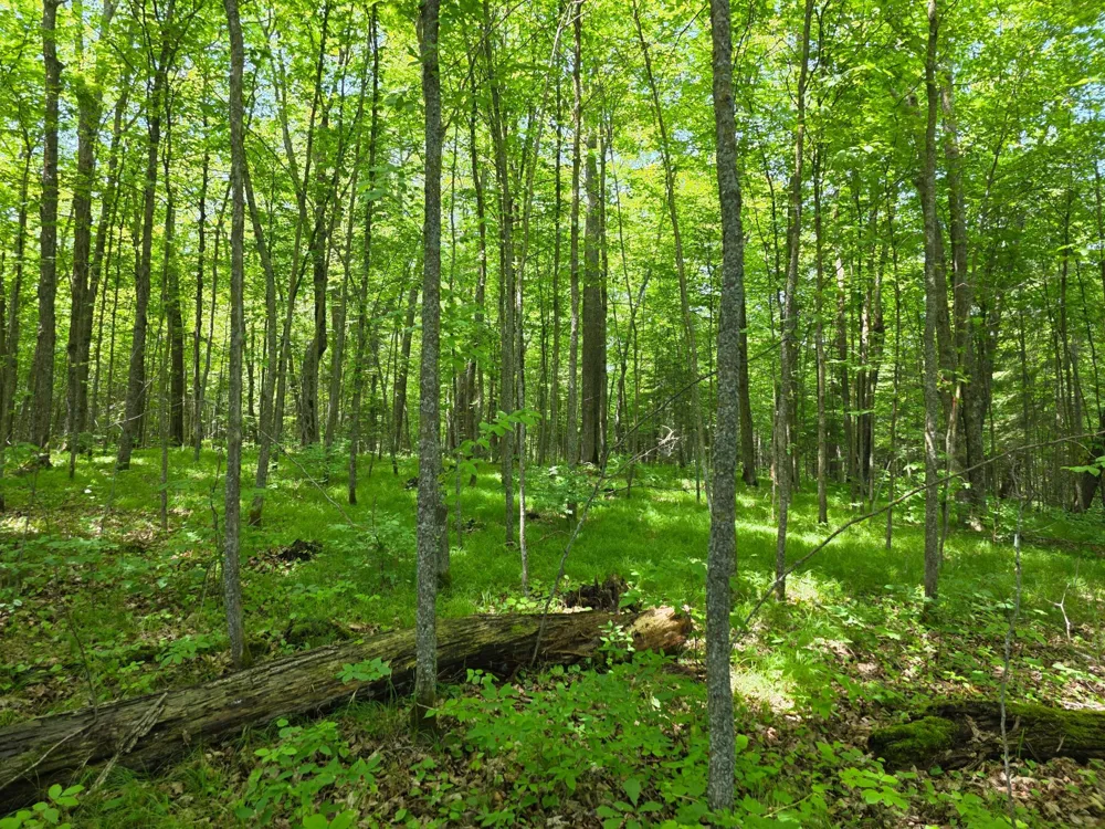 TBD Moose Lake Road NE Pennington, MN 56663