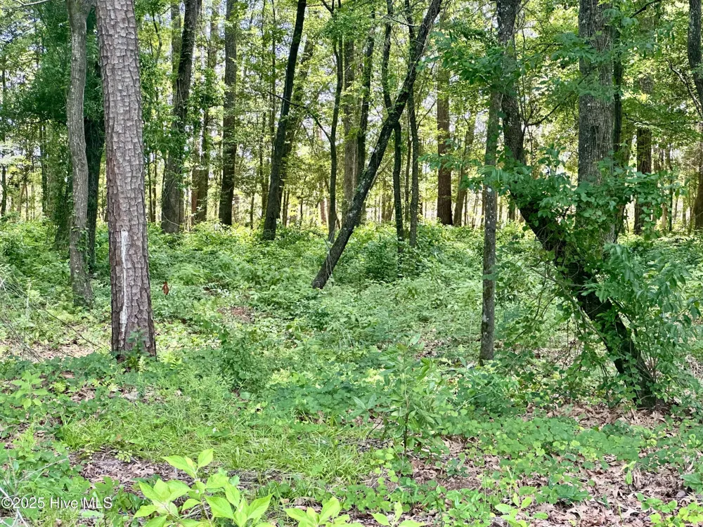 Lot 70 Winfield Lane Belhaven, NC 27810