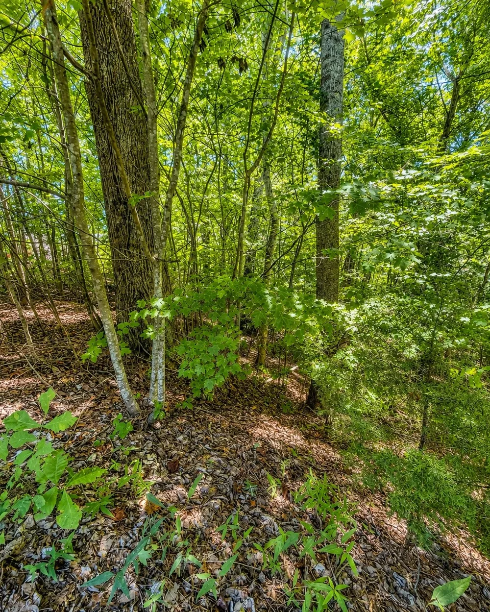 0 Tennis Center Dr Smithville, TN 37166