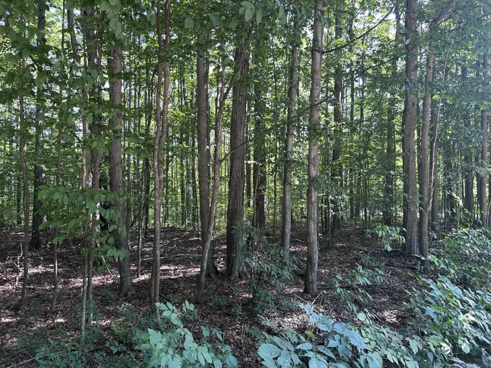 Antioch Drive Antioch Township, MI 49668