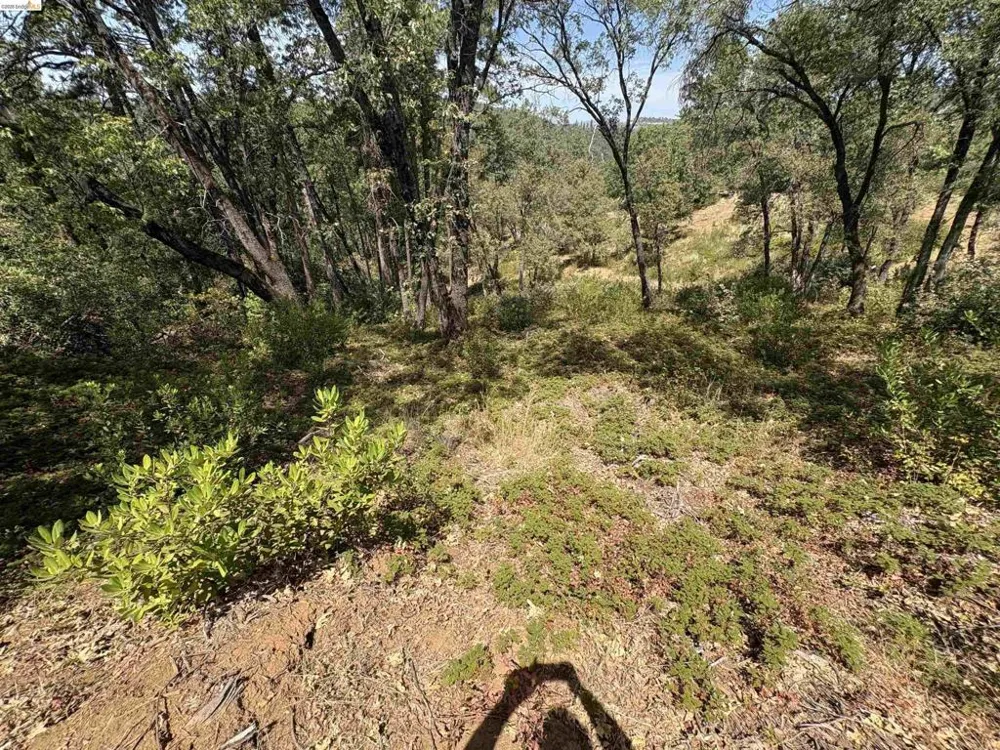 1440 Utica Powerhouse Rd Murphys, CA 95247