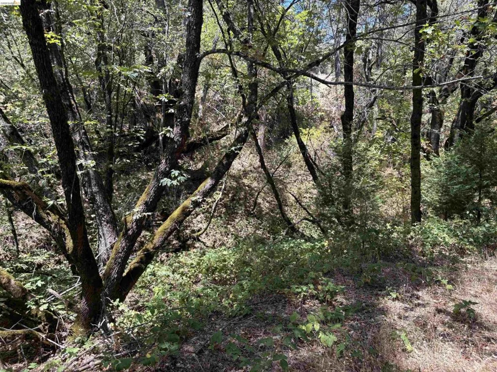 1440 Utica Powerhouse Rd Murphys, CA 95247